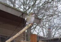 Your Own... Personal... Hummingbird