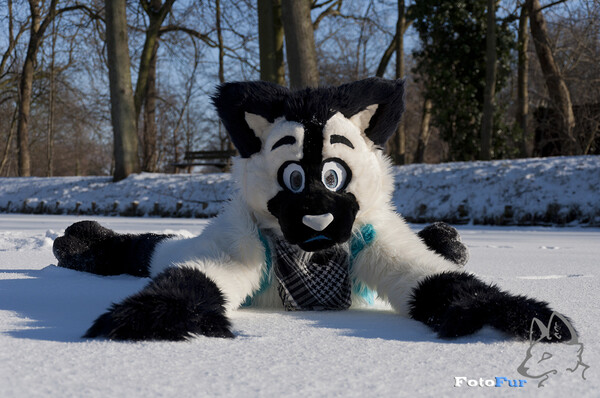 Cold Cat By Fotofurnl Fur Affinity Dot Net