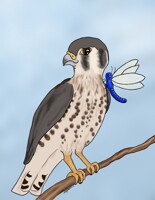 Kestrel and the Dragonfly