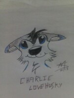 Charlie LoveHusky