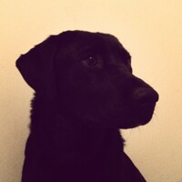 i obsessively take pictures of my dog