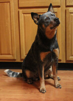 Nelly's Pregger Belly sitting!