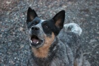 Panda telling MidnightHobbit off