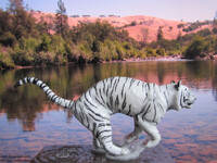 Running tiger