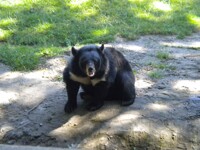 Hello There Asiatic Black Bear