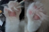 fuzzy paw
