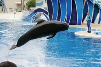 Pilot whale